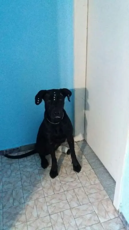 Cachorro ra a  idade 2 anos nome Preta