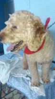 Billy