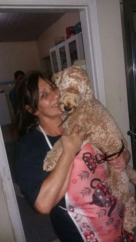 Cachorro ra a Poodle idade 6 ou mais anos nome Billy