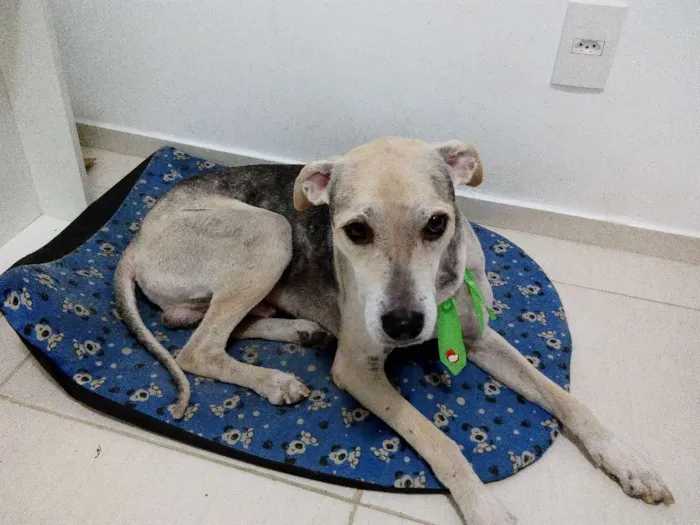 Cachorro ra a SRD idade 2 anos nome Nestor