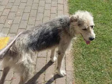 Cachorro ra a SRD idade 2 anos nome Nestor