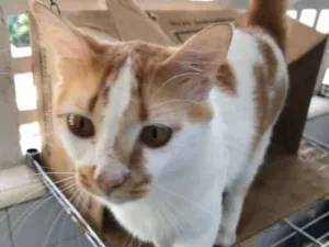 Gato raça Não sei idade 1 ano nome Juju
