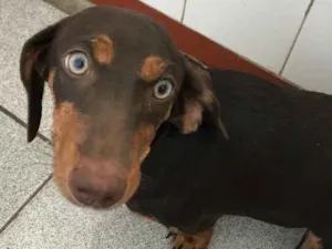 Cachorro raça Bace / Salsichinha idade 2 a 6 meses nome Tiana / Antartica