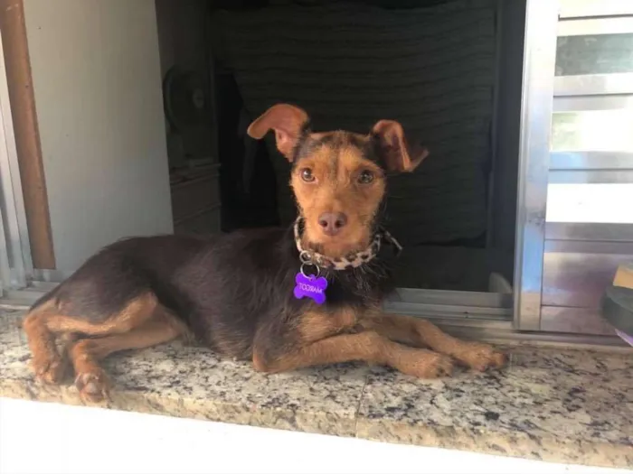 Cachorro ra a SRD idade  nome Margot