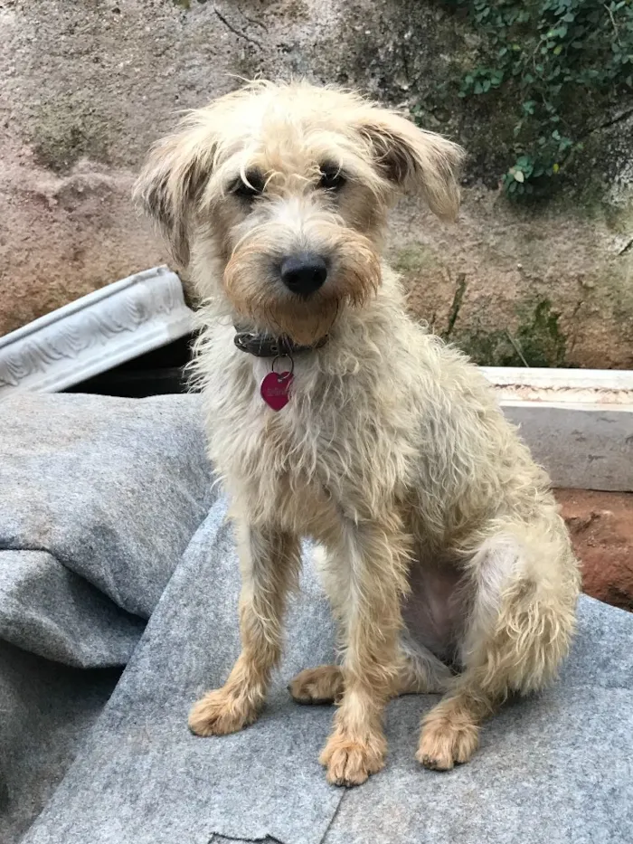 Cachorro ra a SRD idade  nome Bellinha