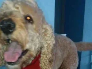 Cachorro raça Poodle idade 6 ou mais anos nome Billy