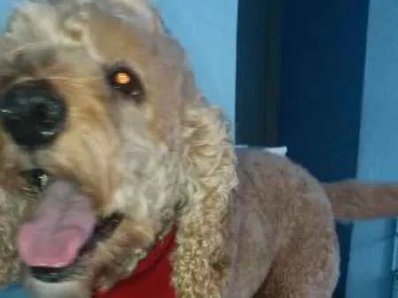 Cachorro ra a Poodle idade 6 ou mais anos nome Billy