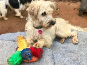 Cachorro raça SRD idade  nome Bellinha