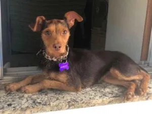 Cachorro raça SRD idade  nome Margot