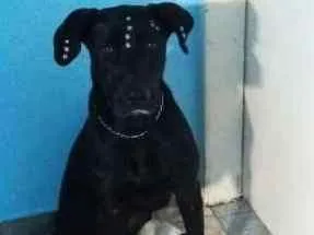 Cachorro raça  idade 2 anos nome Preta