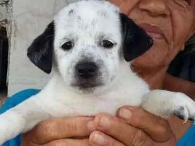 Cachorro ra a SRD idade Abaixo de 2 meses nome Bethoven