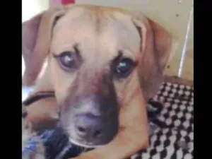 Cachorro raça Desconhecida  idade 2 a 6 meses nome Marley