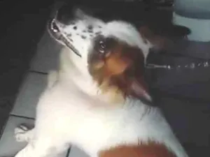 Cachorro raça Não sei especificar  idade 2 anos nome Bolinha