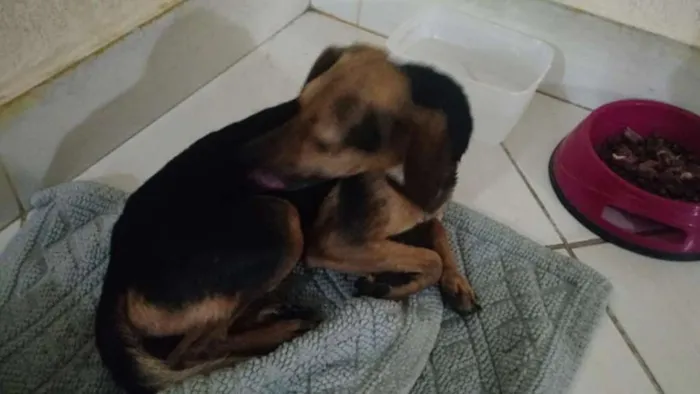 Cachorro ra a SRD idade 2 a 6 meses nome THANOS