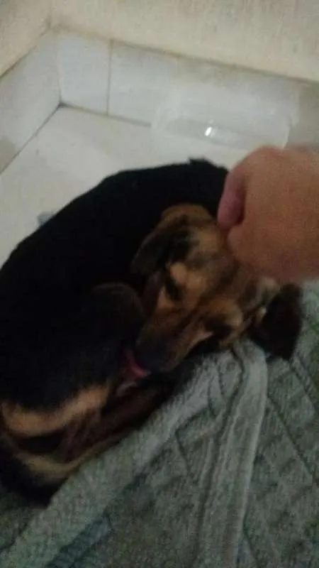 Cachorro ra a SRD idade 2 a 6 meses nome THANOS