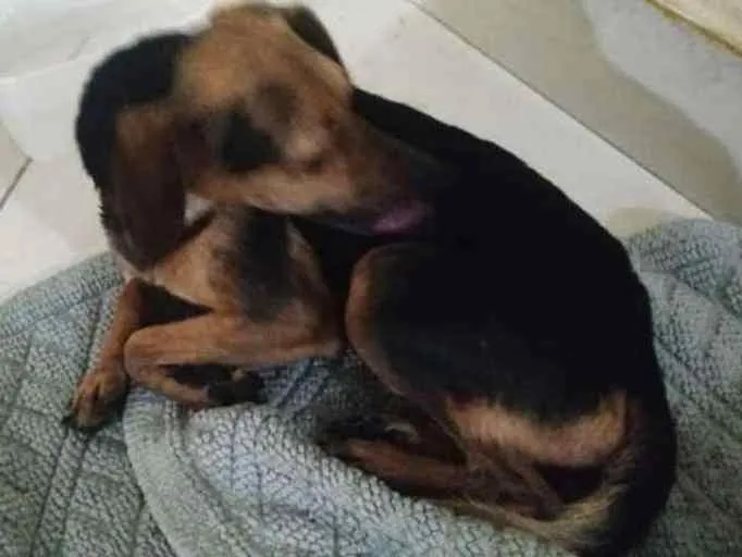Cachorro ra a SRD idade 2 a 6 meses nome THANOS