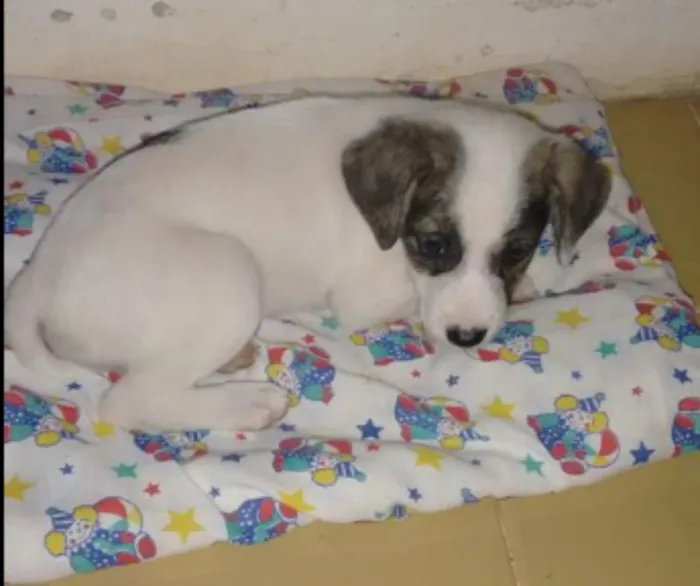 Cachorro ra a ?? idade 2 a 6 meses nome "Bolinha"