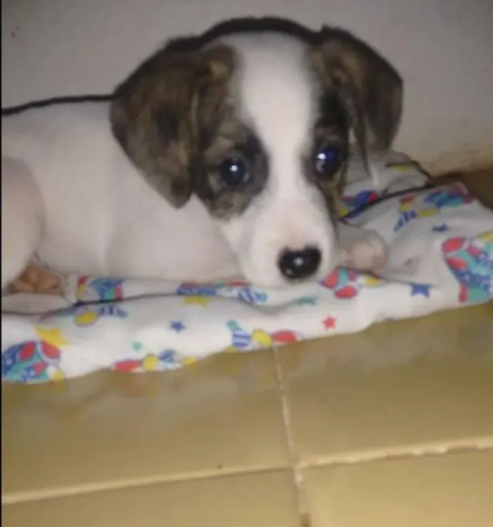 Cachorro ra a ?? idade 2 a 6 meses nome "Bolinha"