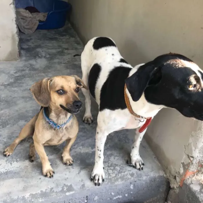 Cachorro ra a salcinha e SRD idade 1 ano nome Pitico e Branca