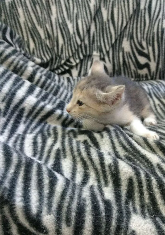 Gato raça Sem raça definida  idade Abaixo de 2 meses nome Julieta 