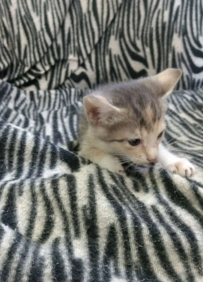 Gato raça Sem raça definida  idade Abaixo de 2 meses nome Julieta 