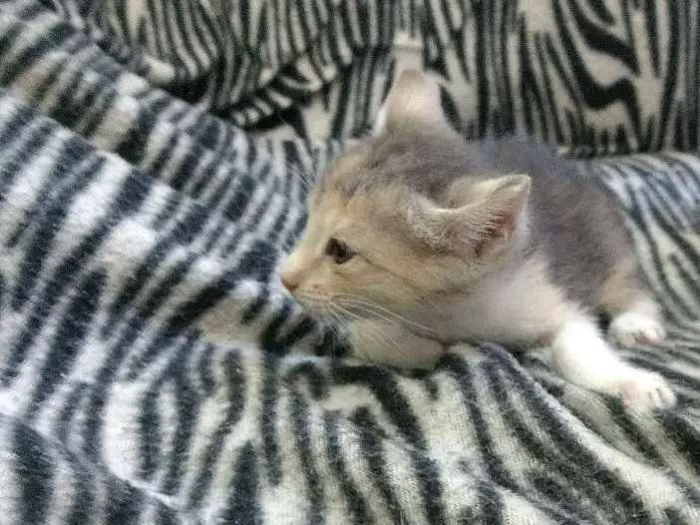 Gato raça Sem raça definida  idade Abaixo de 2 meses nome Julieta 