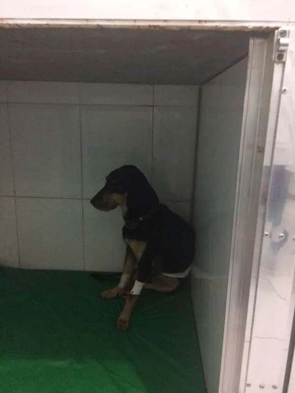 Cachorro ra a DESCONHECIDA idade 2 anos nome NÃO TEM