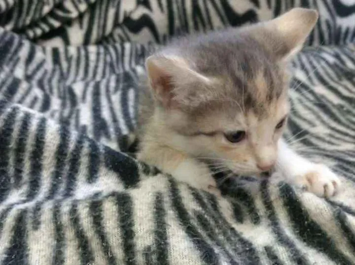 Gato raça Sem raça definida  idade Abaixo de 2 meses nome Julieta 