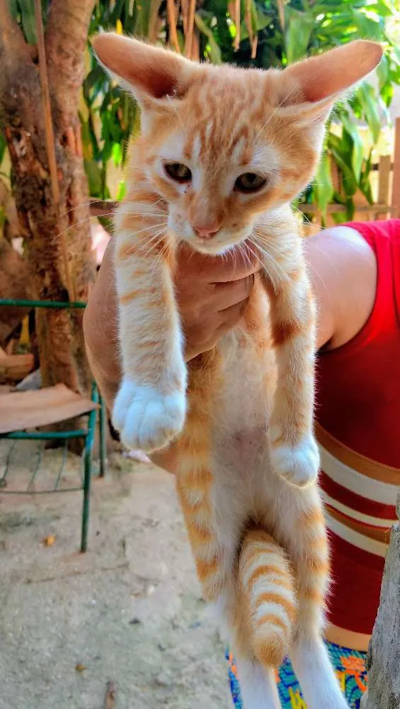 Gato raça Sem raça definida  idade 2 a 6 meses nome André