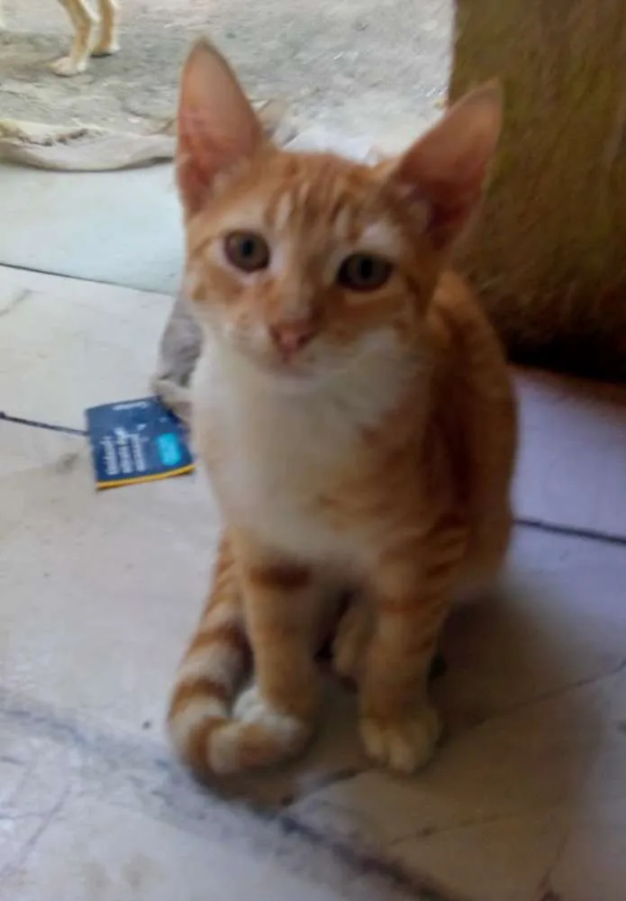 Gato raça Sem raça definida  idade 2 a 6 meses nome André