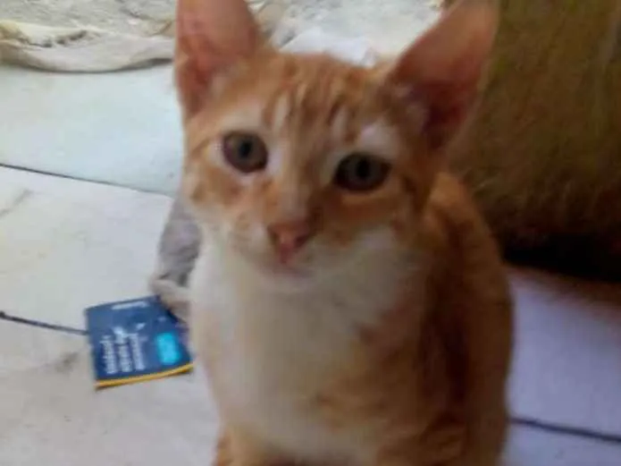 Gato raça Sem raça definida  idade 2 a 6 meses nome André