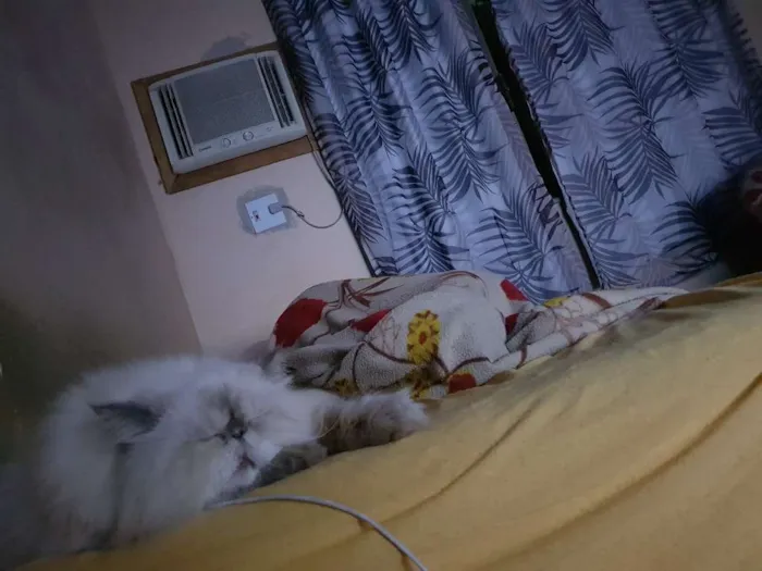 Gato ra a Persa idade 6 ou mais anos nome Lennon