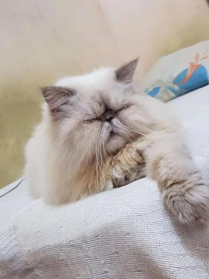 Gato ra a Persa idade 6 ou mais anos nome Lennon