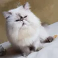 Lennon