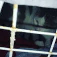 Catuxa