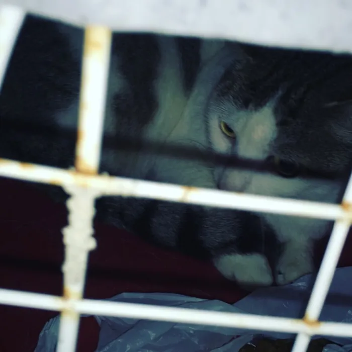 Gato ra a sem raça idade 3 anos nome Catuxa
