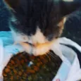 Catuxa