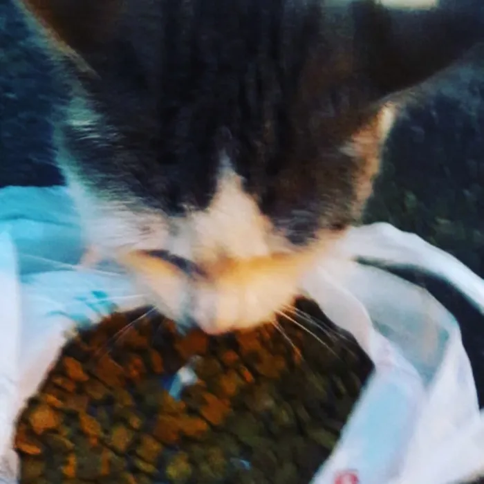 Gato ra a sem raça idade 3 anos nome Catuxa