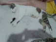 Catuxa