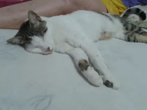 Gato raça sem raça idade 3 anos nome Catuxa