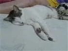Gato raça sem raça idade 3 anos nome Catuxa