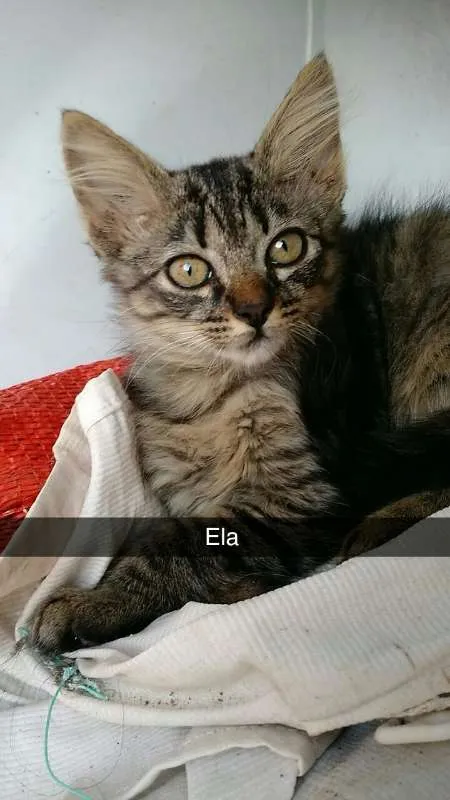 Gato ra a SRD idade 2 a 6 meses nome Dóris