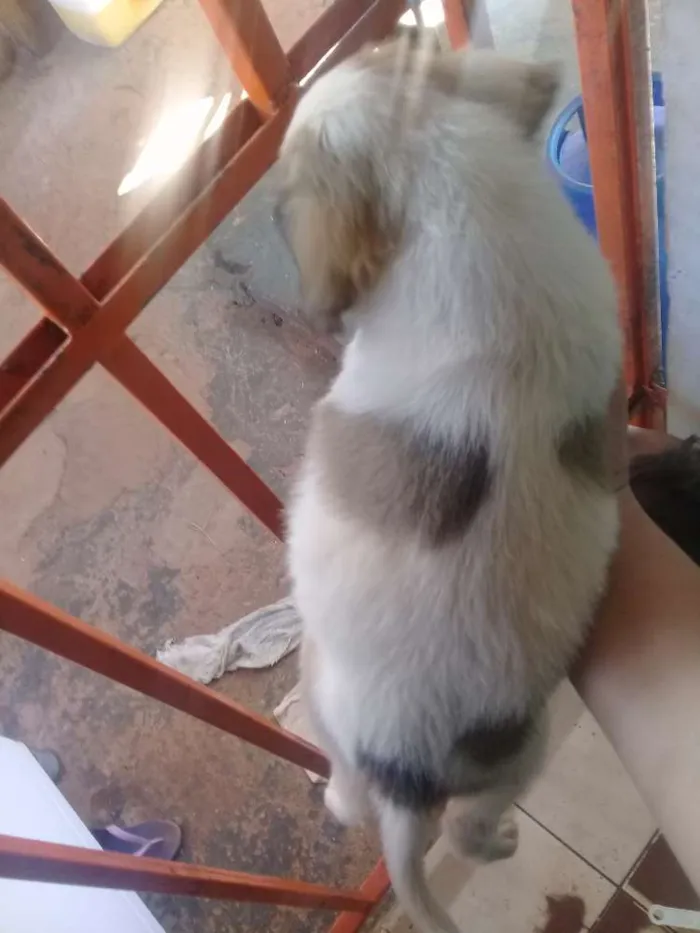 Cachorro ra a Vira lata idade Abaixo de 2 meses nome Cachorros 