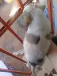 Cachorros