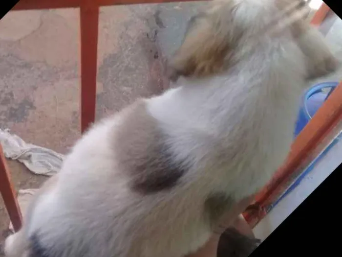 Cachorro ra a Vira lata idade Abaixo de 2 meses nome Cachorros 