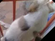 Cachorros