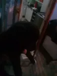 Cachorros