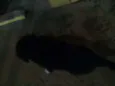 Cachorros