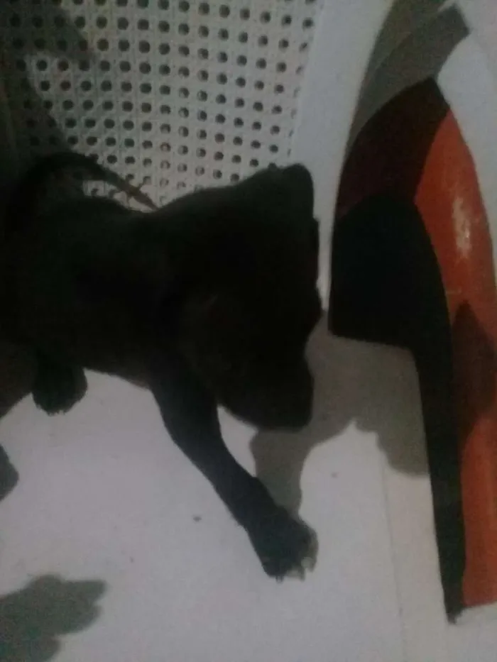 Cachorro ra a Vira lata idade Abaixo de 2 meses nome Cachorros 