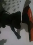 Cachorros